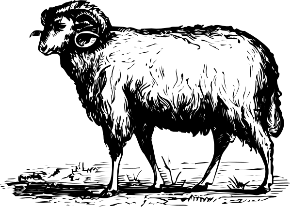 The black and white illustration shows a ram standing on grass with its head turned to look at something off-frame.