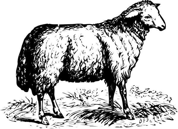 The black and white illustration shows a sheep standing on grass with its head turned to look at something off-frame.