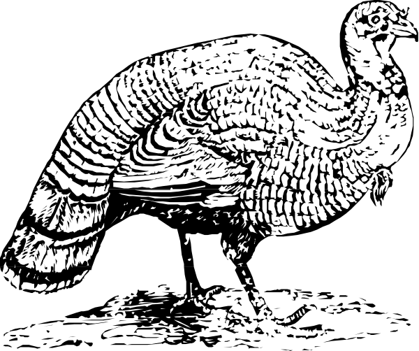 The black and white photo shows a close up of an animal's head with stripes on its face looking downwards towards what appears to be another creature in front of it that is partially visible at the bottom right corner, suggesting interaction between them within their natural habitat or enclosure.