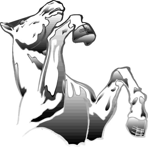 The black and white photo shows a horse with its head raised high as if it's neighing loudly while standing on what appears to be grassy ground in an outdoor environment during daylight hours.