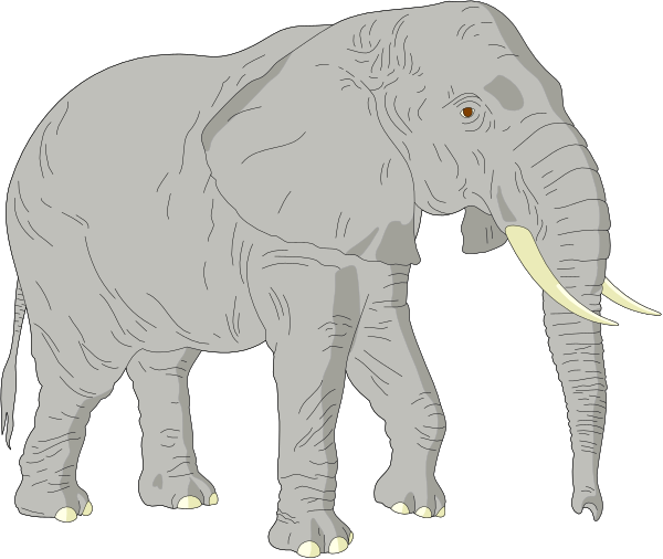 The image shows two elephants standing side by side against a black background; both have large ears with visible tusks on one of them.