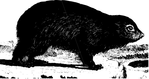 The black and white photo shows a rat with its head sticking out of an opening on what appears to be a piece of cheese pizza in front of it.