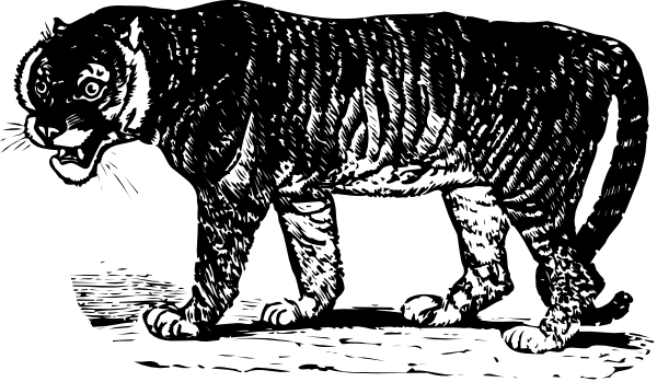 The black and white illustration shows a tiger walking on its hind legs with front paws raised as if it's standing upright like a human being.
