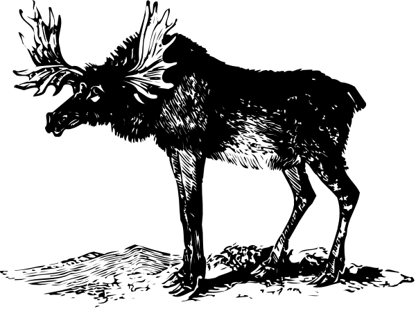 The black and white photo shows a reindeer standing on its hind legs with an elongated neck facing upwards in front of it; there is no background detail visible due to the close-up nature of the image, focusing solely on this animal's upper body from chest downward.