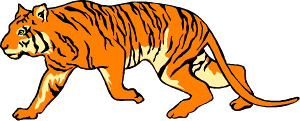 The image shows a tiger walking on all fours with its head turned to look back over its shoulder.