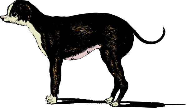 The image shows a black dog standing on its hind legs with front paws raised as if it's waving at something in an indoor environment that appears to be darkened for dramatic effect.