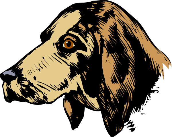 The image shows a black dog with white markings on its face looking to the left side of the frame against a dark background.
