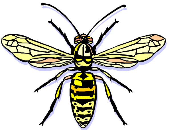 The image shows a bee with two wings on its back against a black background.