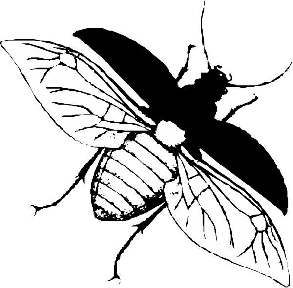 The black and white illustration shows a bee with wings spread out against an untextured background.