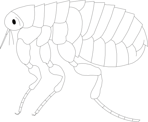 The black and white illustration shows a cockroach with six legs on each side of its body facing forward.