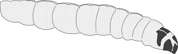 The image shows a black and white illustration of an animal with multiple legs that is curled up into what appears to be its shell for protection.