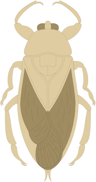 The image shows a beetle with an intricate design on its back against a plain background.