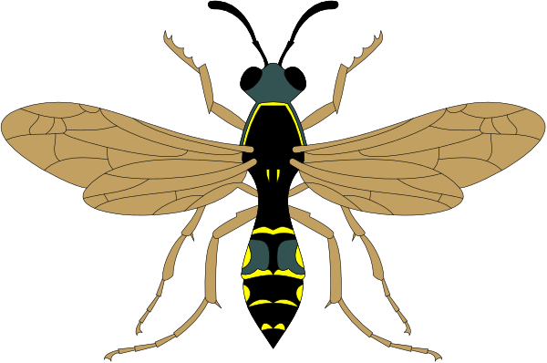 The image shows a bee with two wings on its back against a black background.