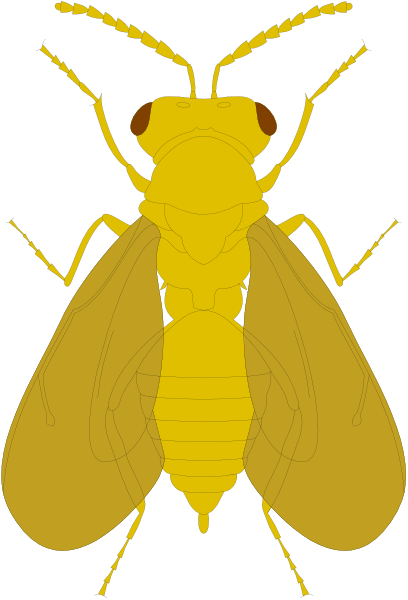 The image shows a yellow bee with black antennae on top of its head against a gray background.