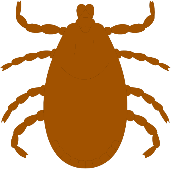 The image shows two illustrations of a tick: on the left side there is an adult female brown dog tick with her legs extended outward in front of her body; to its right stands another smaller figure that appears to be either a larvae, nymph or juvenile male tick. Both ticks are depicted against a black background and have no additional context provided within the image itself.