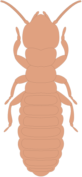 The image shows a single insect with an orange body and legs against a dark background.
