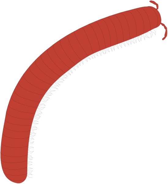 The image shows a red worm with segments against a black background on the left side of an illustration that resembles a cross-sectional view of something cylindrical in shape but without any context to determine what it is, possibly representing a pipe or tube due to its elongated form.