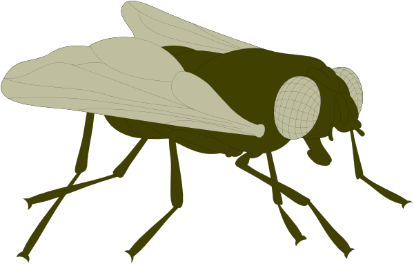 The image shows a black fly with white spots on its body walking across what appears to be an unseen surface against a dark background.