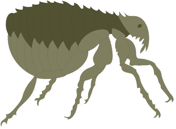 The image shows two cockroaches walking side by side on a dark background with white text at bottom right corner that reads "10%".