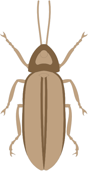 The image shows a beige cockroach with brown legs on a black background.