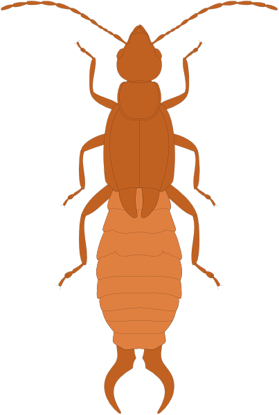 The image shows a red beetle with orange legs on its back standing next to an insect that appears to have been peeled open revealing internal organs in shades of brown and black against a dark background, resembling a cross-section view of another bug or creature.