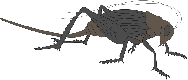 The image shows a black insect with long antennae on its head standing upright against a dark background.