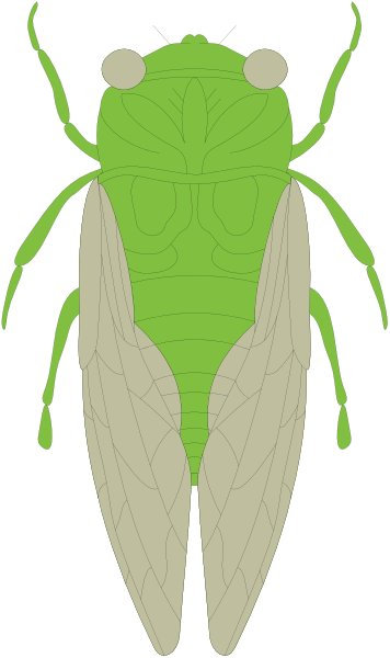 The image shows a stylized illustration of an insect with green wings on its back against a black background.
