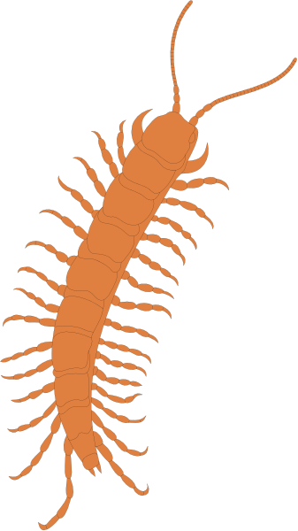The image shows a single red fly with long legs against an orange background on the right side of the frame; there is no text present in this clip-art illustration.
