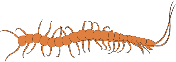 The image shows a long orange insect with multiple legs on its body against an indistinct background that does not provide any additional context about location or time of day.