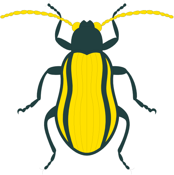 The image shows a beetle with yellow stripes on its wings against two different backgrounds: black for the left side of the split-screen viewer's perspective and white for the right side.