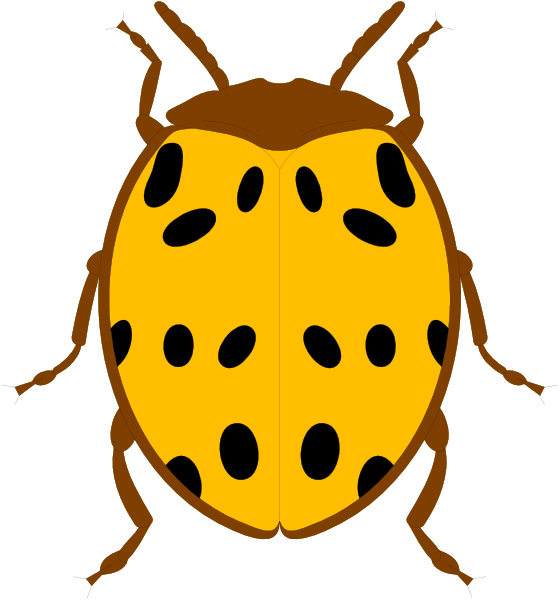 The image shows a ladybug with black spots on its wings against an orange background.
