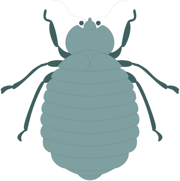 The image shows two illustrations of a beetle with different shades of blue coloring on its body against black backgrounds; one is lighter in shade than the other.