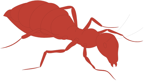 The image shows a red ant with six legs walking on top of an unseen surface against a black background.