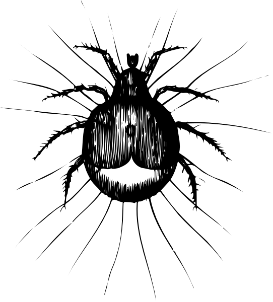 The image shows a black and white photo of an insect with large eyes on its head against a dark background.
