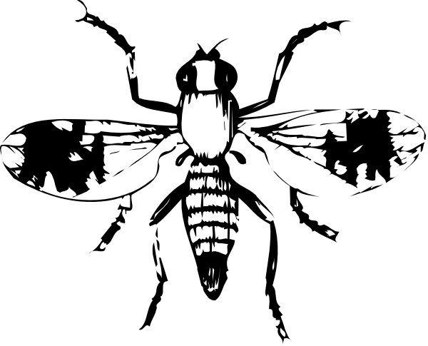 The black and white photo shows a close up of an insect with its antennae extended outward against a dark background.