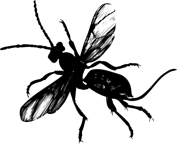 The image shows a black silhouette of an animal with its head turned to look at something off camera against a dark background.