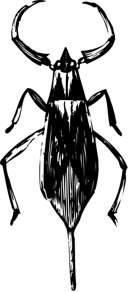 The image shows a black and white photo of an insect with its wings spread out against a dark background on top half and bottom half is split into two sections showing different patterns in each section.