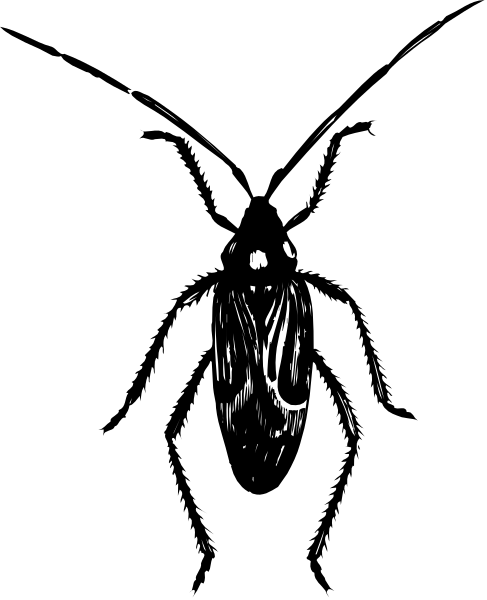 The black silhouette of a moth on a dark background with white highlights emphasizing its features such as antennae and wings.
