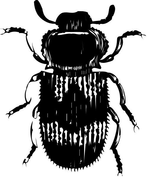 The black and white photo shows a close up of an insect with large eyes on its head against a dark background.