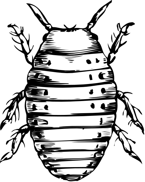 The black and white illustration shows a beetle with its wings spread out against an unseen background.