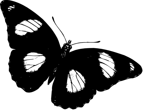 The black silhouette of a butterfly with its wings spread out against a dark background.