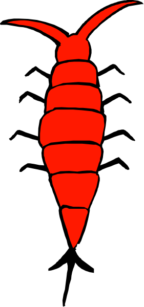 The image shows a red beetle with black antennae on it against a dark background.