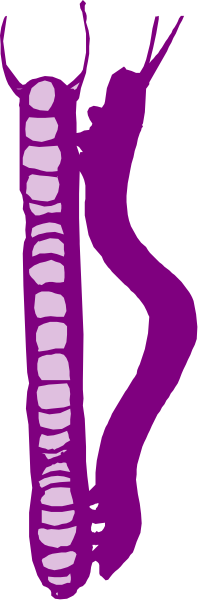 The image shows a purple caterpillar with six legs on each side against a gray background.
