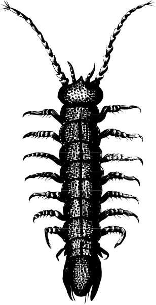 The image shows a closeup of an insect with segmented body parts against two different backgrounds: black on top and white below.