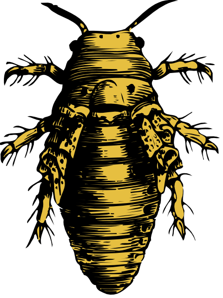 The image shows a bee with yellow body segments against a black background.