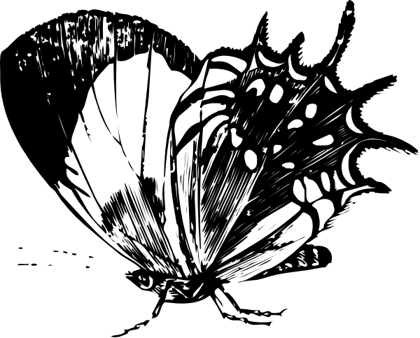 The black and white illustration shows a butterfly with its wings spread wide against an abstract background that appears to be made up of lines radiating outward from it.