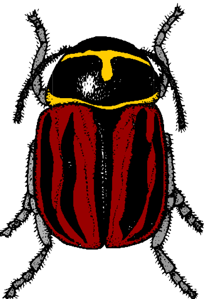 The image shows a ladybug with red wings on its back against a black background.