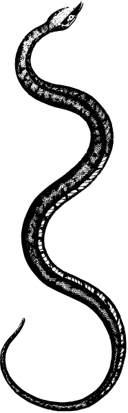The image shows a black snake with white spots on its body against a dark background.