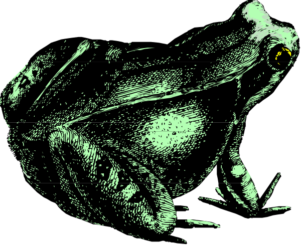 The image shows a black frog with yellow eyes on its head against a dark background.