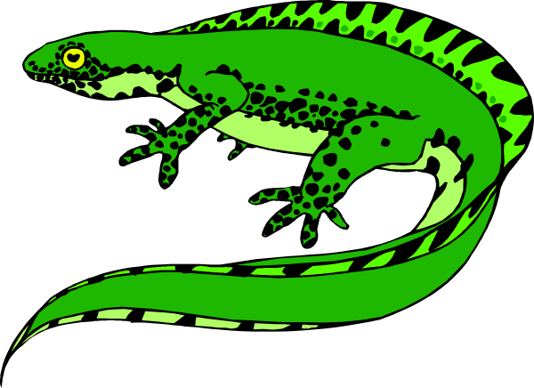 The image shows a green lizard with spots on its back resting inside an open book that is lying flat against what appears to be a black background.
